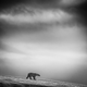Illustration for article titled The finalists for 2014s Sony World Photography Awards are outstanding